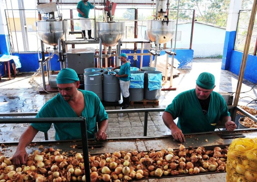 sancti spiritus, fabrica de conservas, cebolla, frutas, vegetales