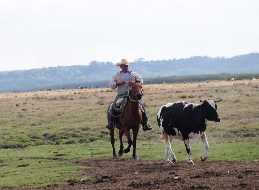 sancti spiritus, produccion de leche, ganaderia, jatibonico