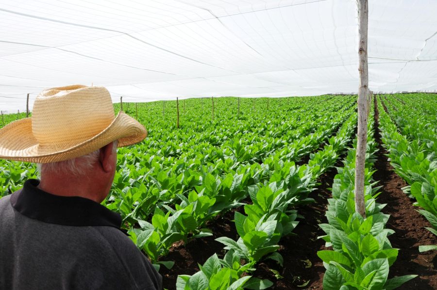 sancti spiritus, agricultura, produccion de alimentos, cabaiguan tabaco, cultivos varios, ganaderia