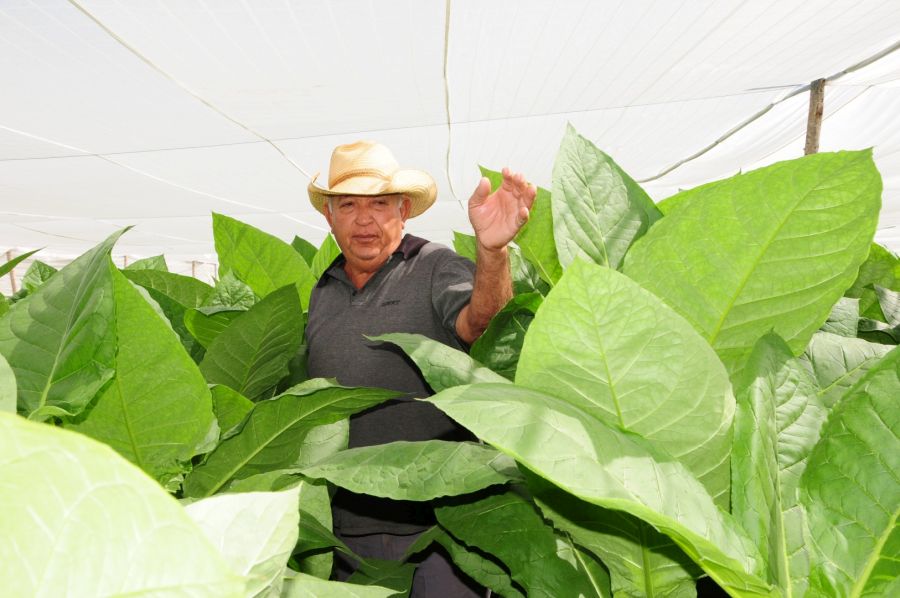 sancti spiritus, agricultura, produccion de alimentos, cabaiguan tabaco, cultivos varios, ganaderia