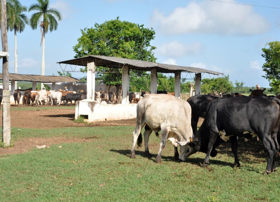 sancti spiritus, ganado vacuno, sequia, energia fotovoltaica