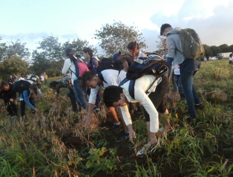 sancti spiritus, 4 de abril, union de jovenes comunistas, ujc, frijoles, agricultura