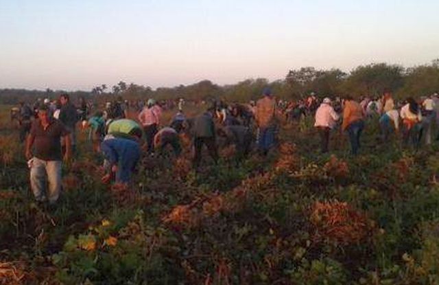 sancti spiritus, 4 de abril, union de jovenes comunistas, ujc, frijoles, agricultura