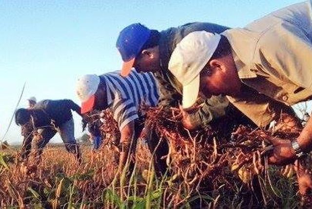 sancti spiritus, 4 de abril, union de jovenes comunistas, ujc, frijoles, agricultura