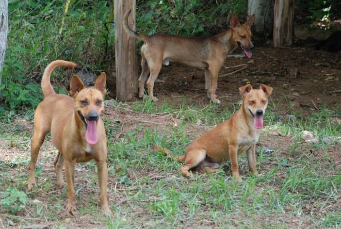 sancti spiritus, animales, asilo para perros