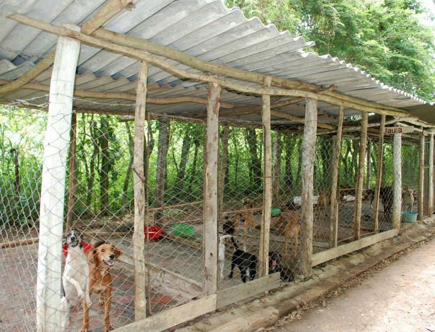 sancti spiritus, animales, perros, asilo para perros