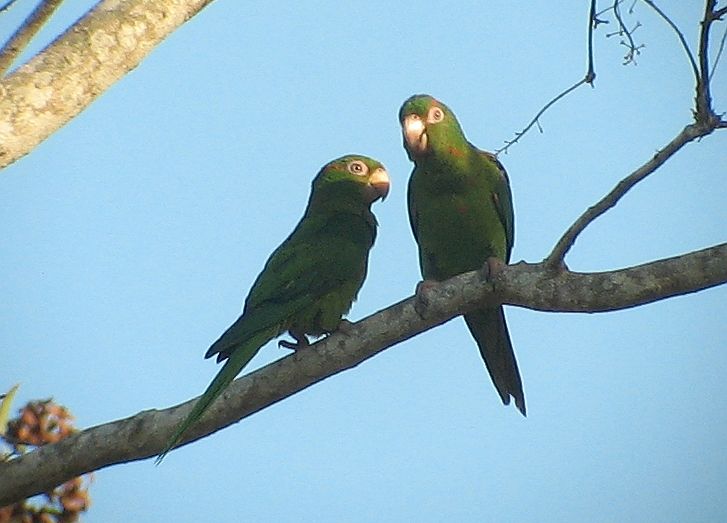 sancti spiritus, fauna, animales, animales endemicos