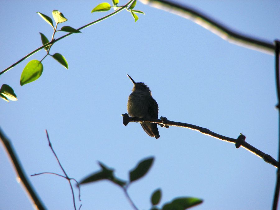 sancti spiritus, fauna, animales, animales endemicos