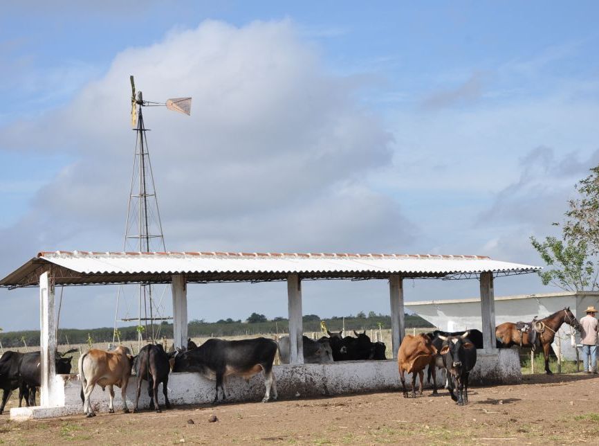 sancti spiritus, ganaderia