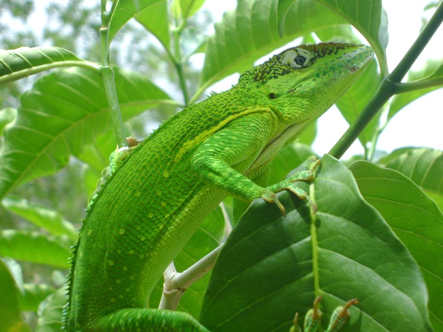 sancti spiritus, fauna, animales, animales endemicos