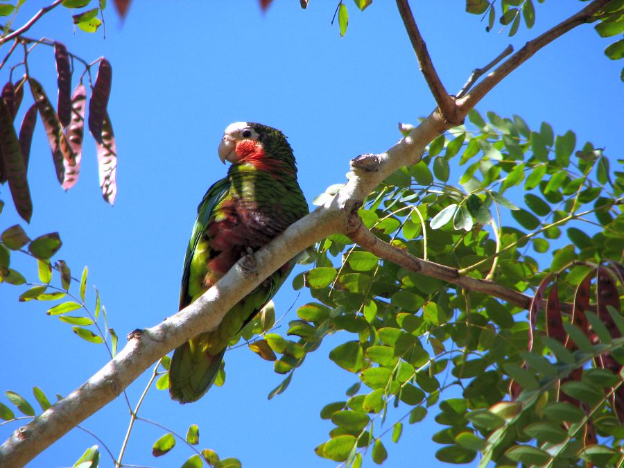 sancti spiritus, fauna, animales, animales endemicos