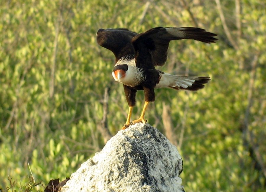 sancti spiritus, fauna, animales, especies endemicas