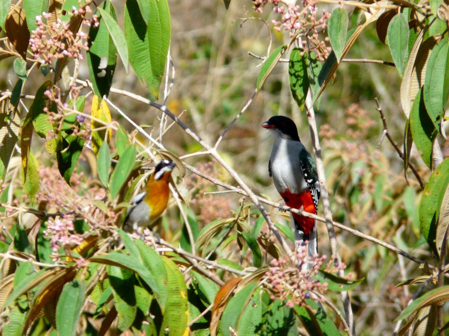 sancti spiritus, fauna, animales,