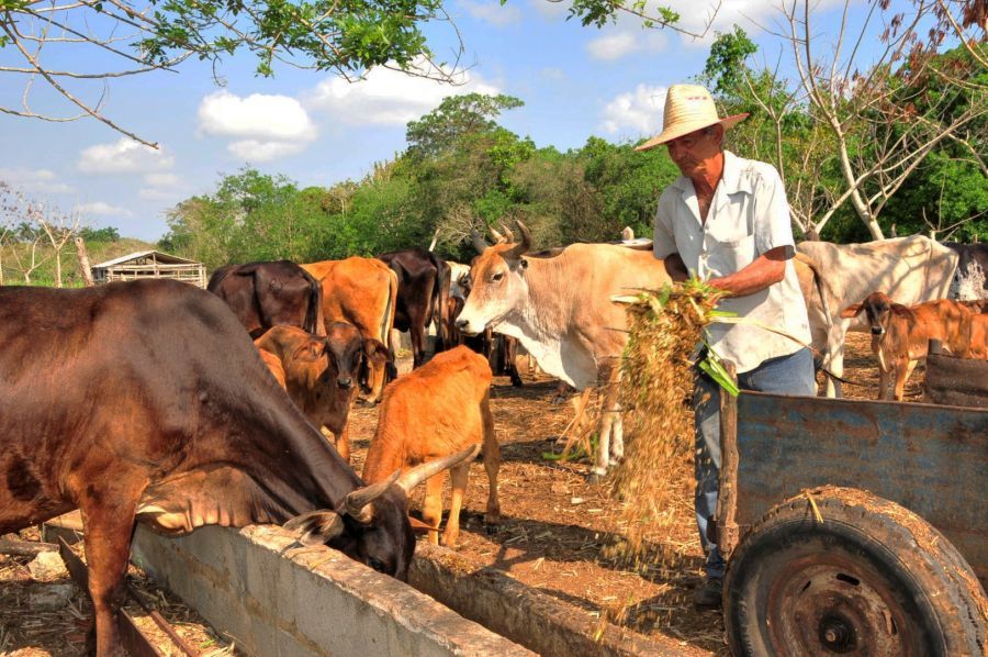 sancti spiritus, produccion de alimentos, campesinos, dia del campesino, yaguajay, ganaderia