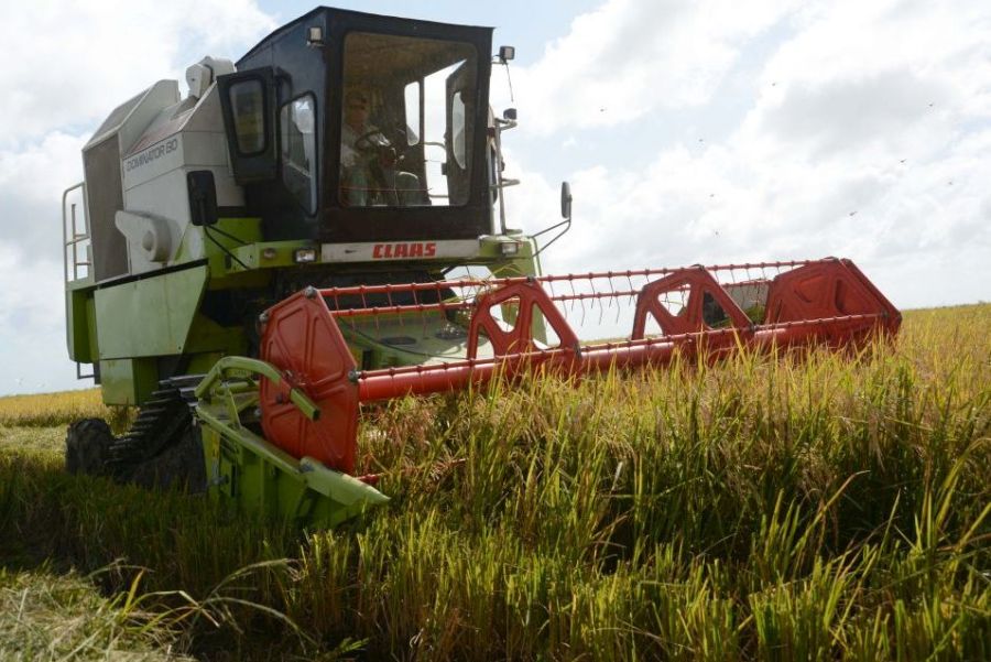 sancti spiritus, sur del jibaro, arrocera sur del jibaro, arroz, la sierpe