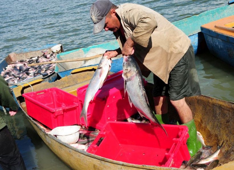 sancti spiritus, acuicultura, pesca, presa lebrije, presa zaza, sequia, embalses espirituanos