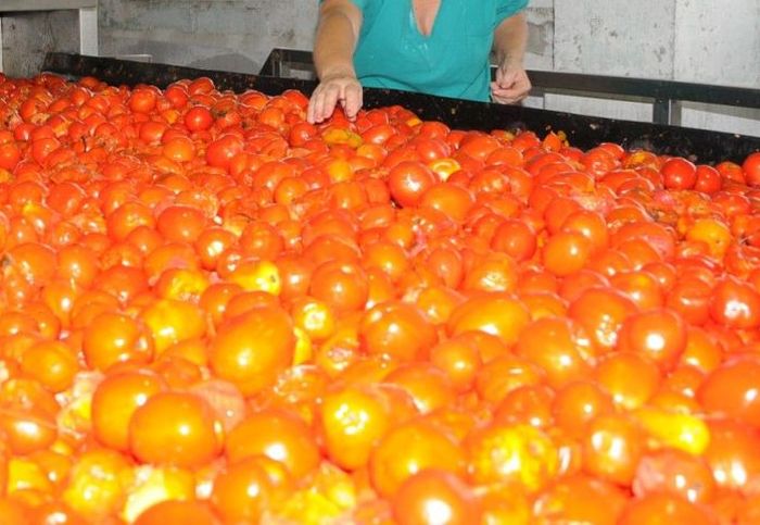 tomate, sustitución de importaciones, industria, alimentaria, Sancti Spíritus, Cuba