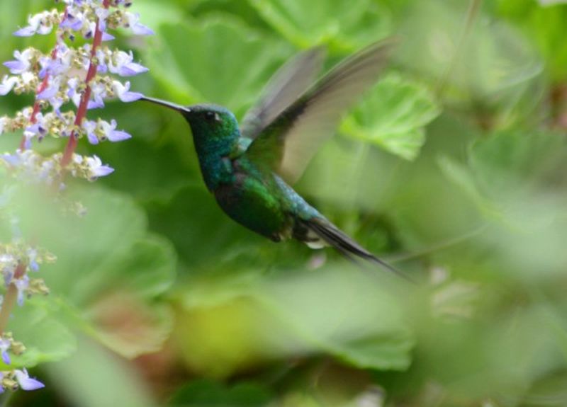 cuba, aves, zunzun, fauna