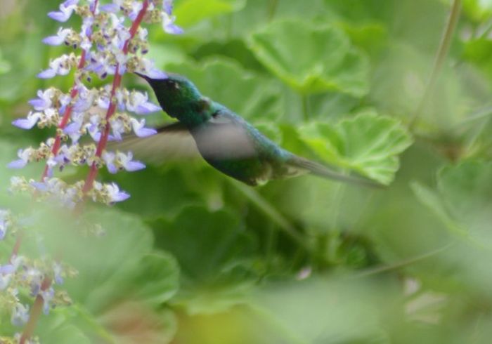 cuba, aves, zunzun, fauna