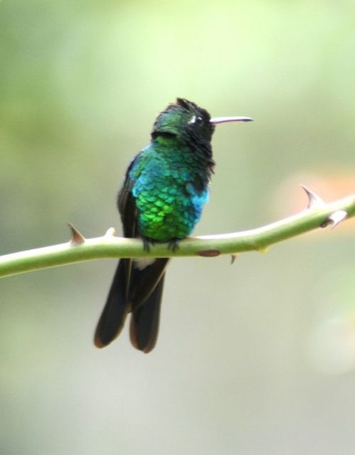 cuba, aves, zunzun, fauna