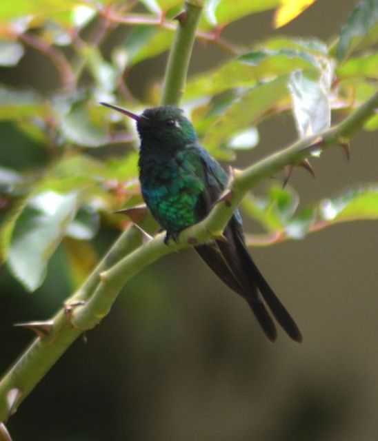 cuba, aves, zunzun, fauna