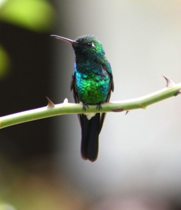 cuba, aves, zunzun, fauna