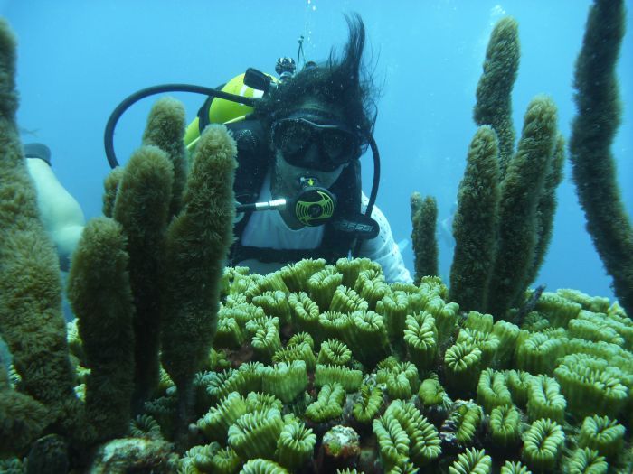 Corales, trinidad, Sancti Spíritus, Cuba, buceo