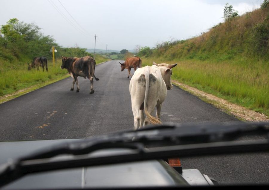 sancti spiritus, accidentes de transito, animales en la via, transito, ministerio de la agricultura