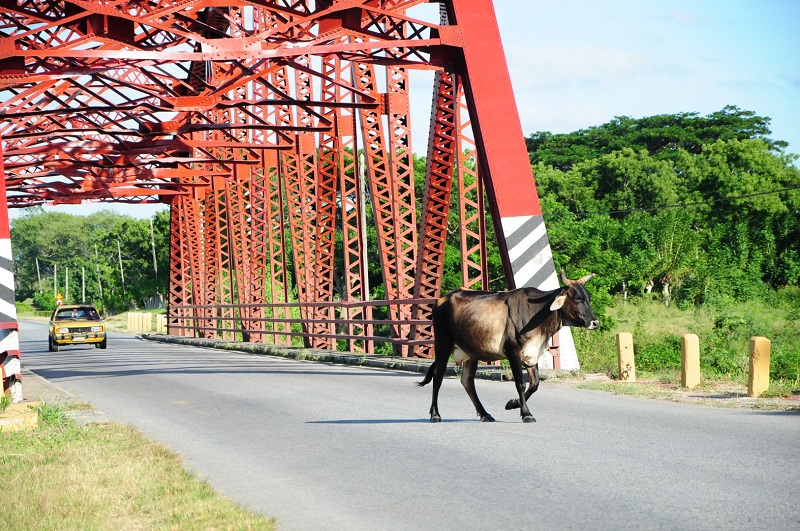 sancti spiritus, animales sueltos en la via, accidentes de transito, ganado, ministerio de la agricultura, registro pecuario