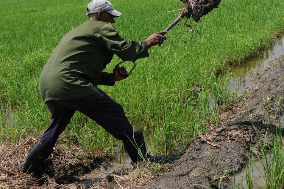 sancti spiritus, citma, medio ambiente, cambio climatico, la sierpe, arrocera sur del jibaro