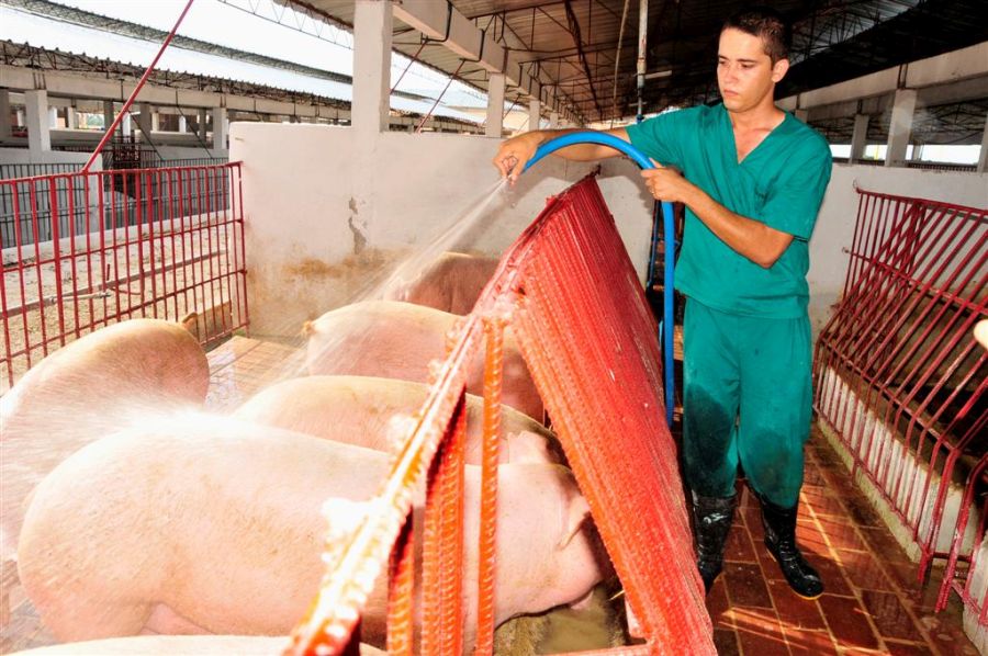 sancti spiritus, 26 de julio, obras sociales, cria de cerdo, porcino