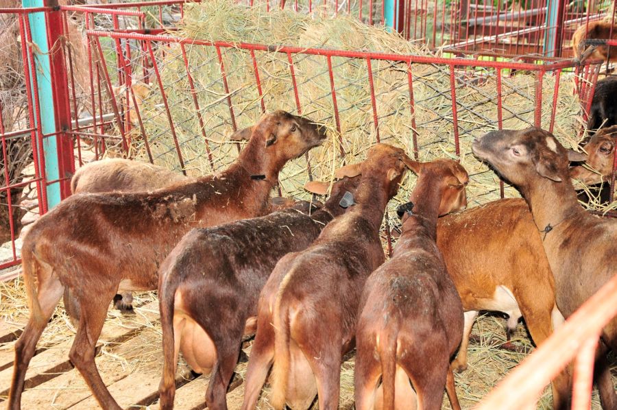 sancti spiritus, la sierpe, 26 de julio, cria de ovinos, asalto al cuartel moncada