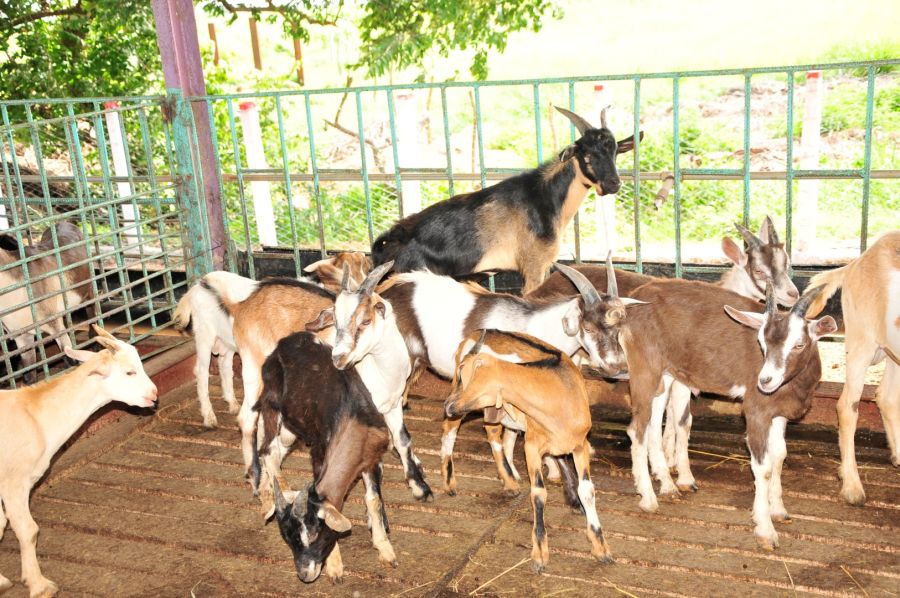 sancti spiritus, la sierpe, 26 de julio, asalto al cuartel moncada, cabras, leche de cabra