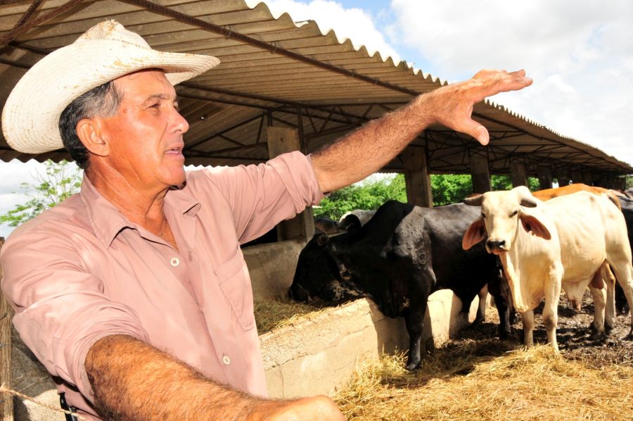 sancti spiritus, la sierpe, 26 de julio, ganaderia, agricultura, arrocera sur del jibaro