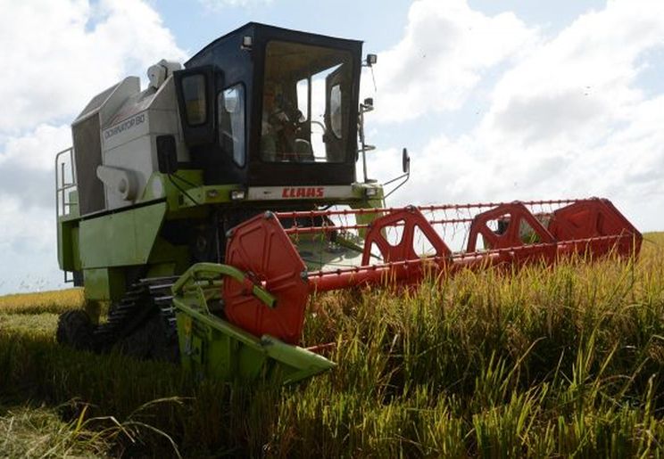 sancti spiritus, la sierpe, arrocera sur del jibaro, arroz