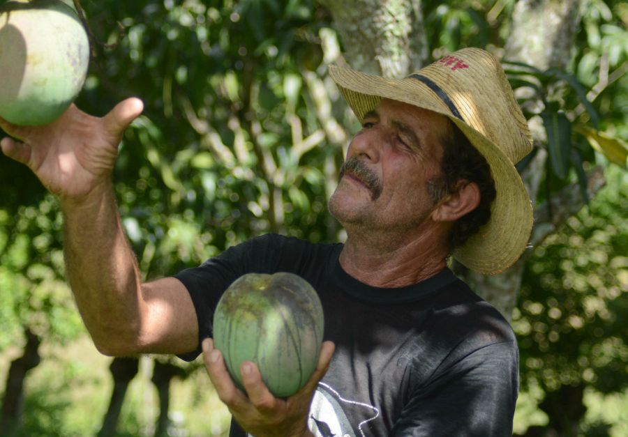 sancti spiritus, taguasco, frutas, ganaderia, ccs