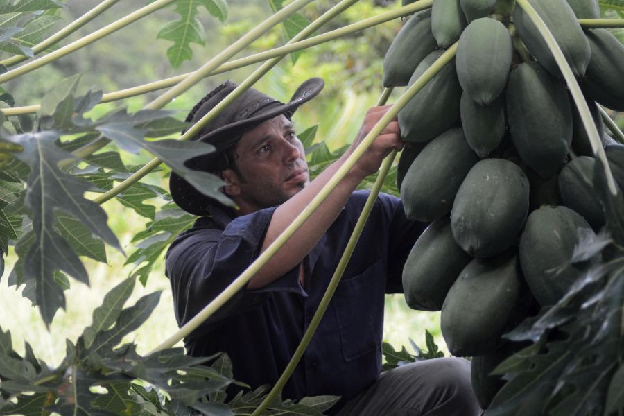 sancti spiritus, taguasco, frutas, ganaderia, ccs