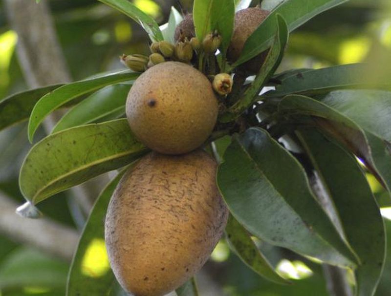 sancti spiritus, taguasco, frutas, ganaderia, ccs