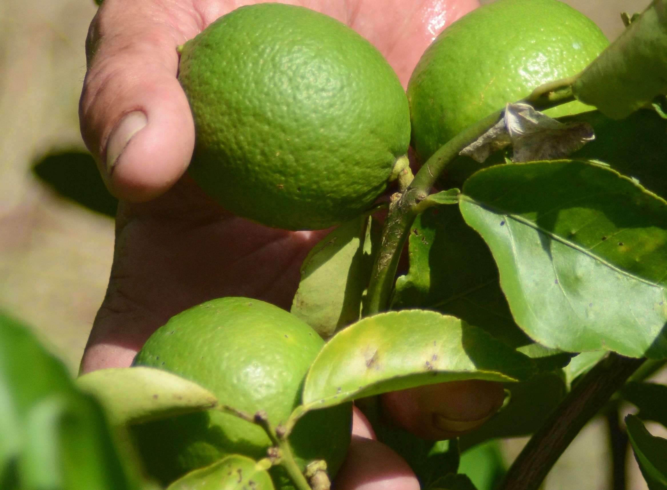 sancti spiritus, taguasco, frutas, ganaderia, ccs