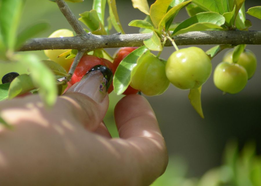 sancti spiritus, taguasco, frutas, ganaderia, ccs