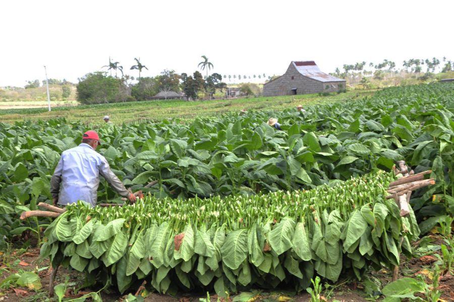 sancti spiritus, tabaco, empresa de acopio y beneficio de tabaco