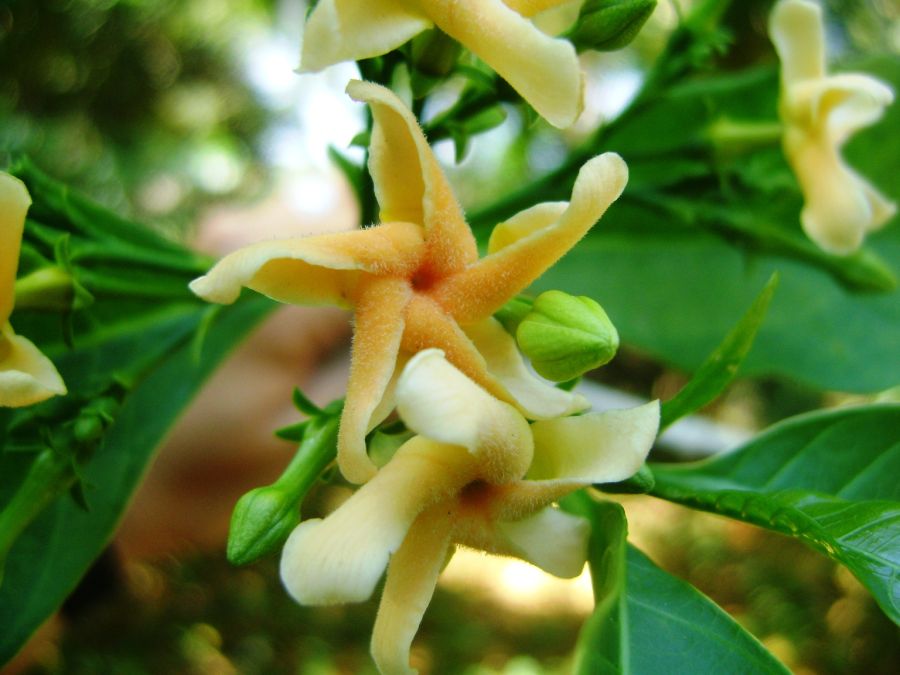 sancti spiritus, medio ambiente, flora, alturas de banao, topes de collantes