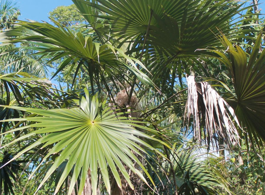 sancti spiritus, medio ambiente, flora, alturas de banao, topes de collantes