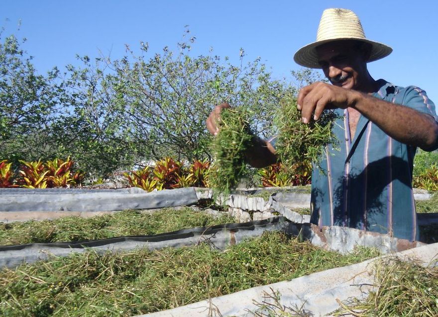 sancti spiritus, plantas medicinales, medicina tradicional, fomento