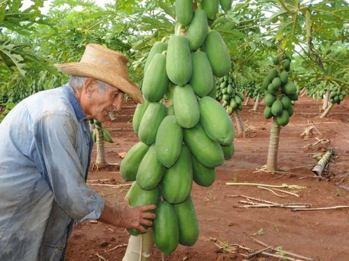 cuba, entrega de tierras en usufructo, agricultura, minag