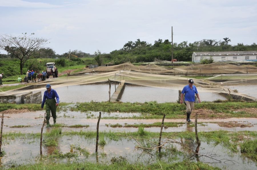 sancti spiritus, huracan irma, defensa civil, intensas lluvias, agricultura