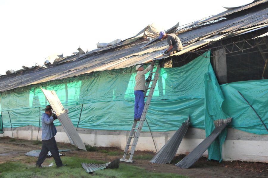 sancti spiritus, huracan irma, avicultura, agricultura, huevos, jatibonico