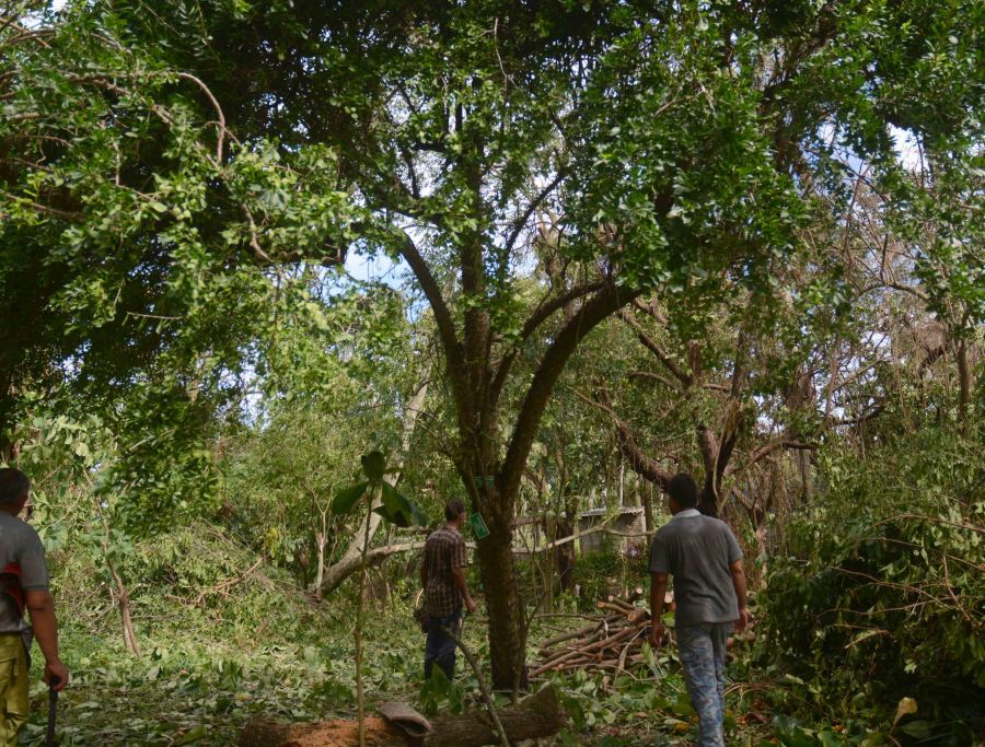 sancti spiritus, huracan irma, jardin botanico, medio ambiente