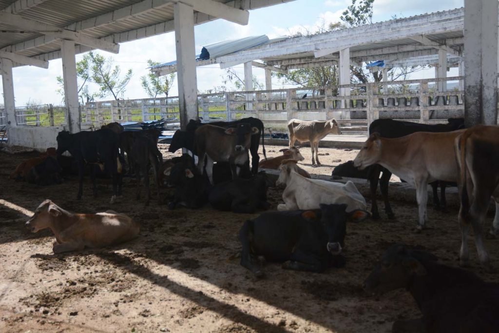 huracán Irma, agricultura, ganadería, Yaguajay, Sancti Spíritus