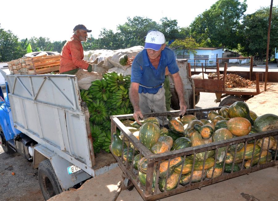 sancti spiritus, huracan irma, viandas, alimentacion